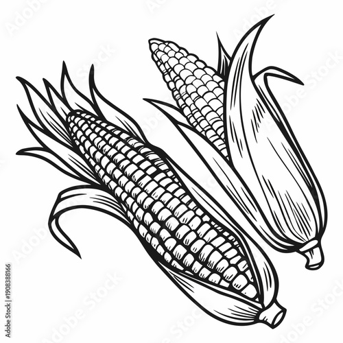 Hand-drawn corn on the cob illustration with husk and kernels in black and white. Non editable stroke