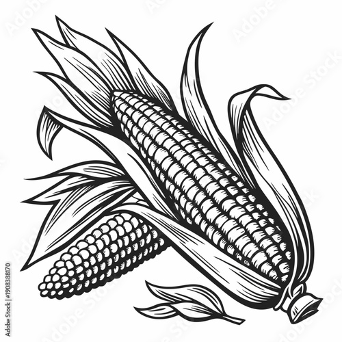 Hand-drawn corn on the cob illustration with husk and kernels in black and white. Non editable stroke