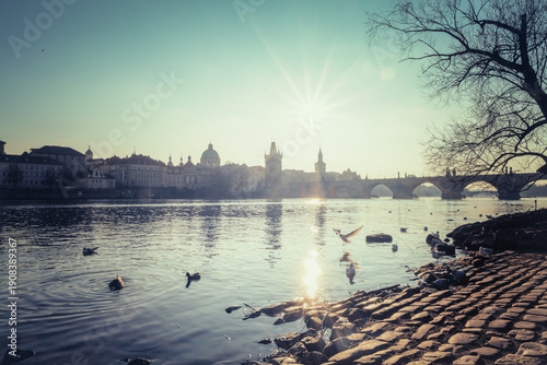 Swans and small birds enjoy the water on a cold winter morning on the banks of the Vltava River with the Charles Bridge in the background.