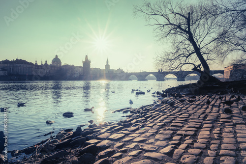 Photos Swans and small birds enjoy the water on a cold winter morning on the banks of the Vltava River with the Charles Bridge in the background
