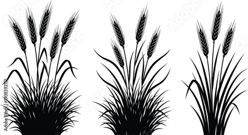 Wheat plant silhouette collection set, cereal crop ears illustration, black vector isolated on white background