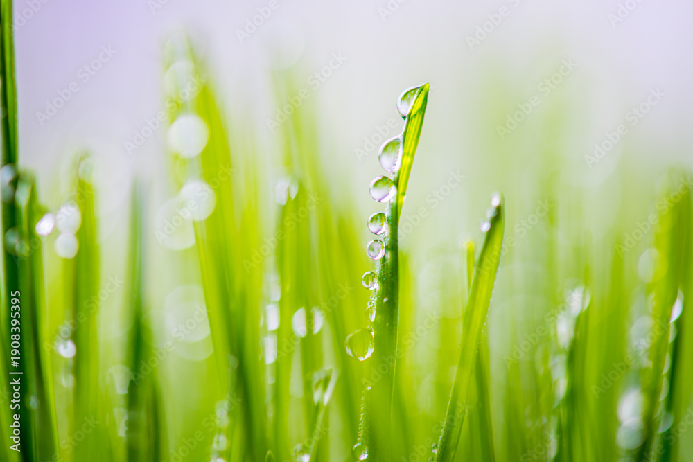 Obraz premium gouttes d'eau