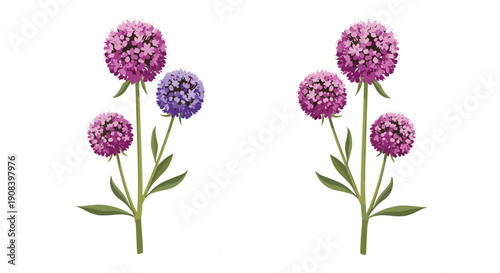 Beautiful purple spherical flower clusters with green stems and leaves are presented in a symmetrical arrangement on a clean white background.