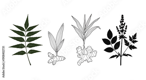 Illustration of various botanical elements including leaves and flowers from different viewpoints and styles