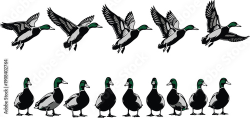 Vector collection of flying and standing mallard ducks with green heads isolated on white background for hunting sport wildlife and nature design concept (23 words)