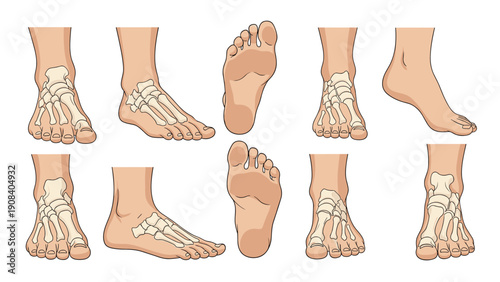 Medical illustration of human foot anatomy showing the bone structure from various angles and perspectives for educational purposes.