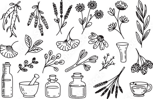 Herbal Medicine and Botanical