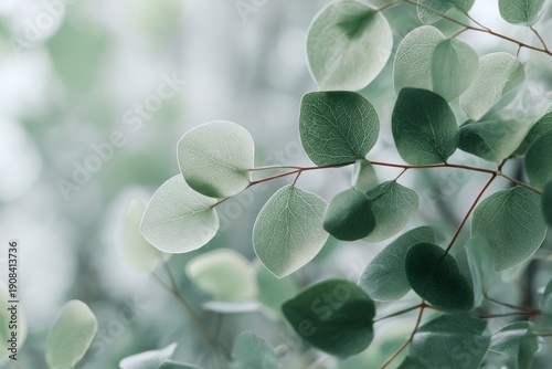 Delicate leaves with a soft green background creating a serene and calming natural aesthetic.