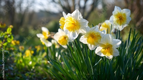 Close-up of a cluster of white and yellow daffodils blooming in a garden.