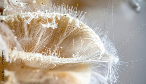 Macro Isolated View of Fungal Hypha Showing Microscopic Filament Structure for Scientific Concepts