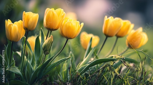 Vibrant Yellow Tulips Blooming in a Lush Green Garden on a Sunny Day.