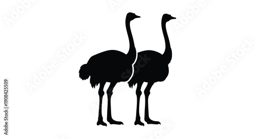 Two ostriches stand side by side showcasing their long necks and bodies in a striking silhouette high quality professional detailed