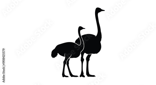 Two ostriches stand side by side against a plain white background creating a striking visual silhouette high quality professional detailed
