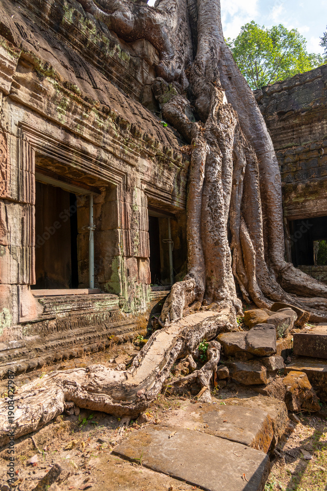 Fototapeta premium Angkor Thom, Siem Reap, Cambodia. Ta Prohm temple with trees and roots clinging to the stonework - detail