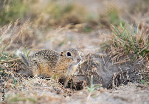 European Ground Squirrel (Spermophilus citellus) peeking from its burrow, alert wild rodent in a summer meadow.