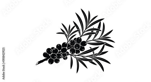 A striking black and white illustration depicts a branch of olive tree with vibrant dark olives high quality