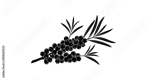 A minimalist black and white illustration depicts a branch with a cluster of rounded dark berries high quality
