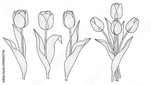 Set of highly detailed hand drawn sketches of tulip flowers and a bouquet in fine black and white crosshatch linework.