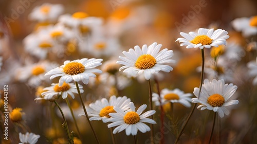 Field of Delicate White Daisies with Yellow Centers in Soft Sunlight.