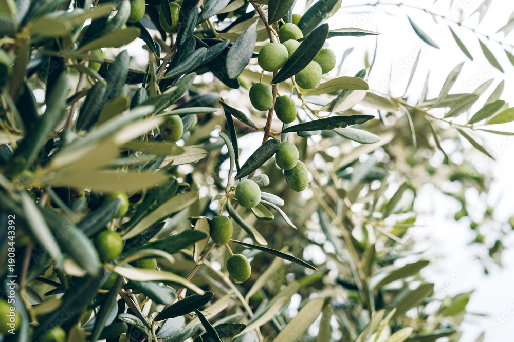 Fototapeta premium Olive tree with unripe olives in a bright outdoor setting during the day