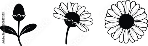 Three stylized black and white daisy flower stages show growth progression from a tight bud to a fully bloomed overhead.