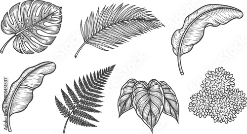 Assortment of detailed engraved illustrations showing tropical and common foliage leaves perfect for natural themed.