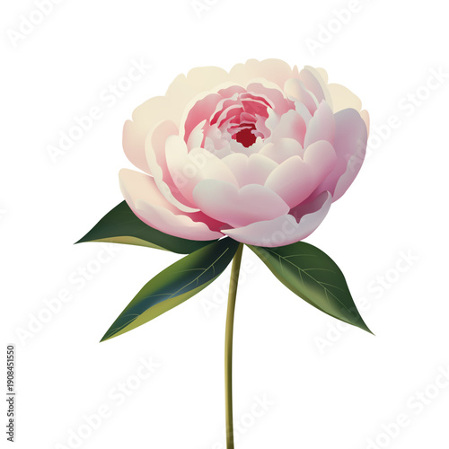 Pink peony flower flat vector illustration. Gradient botanical bloom on white background for social media and packaging design