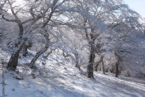 Sunlit snow-covered trees in the mountain forest, Crimea