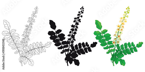 Set with outline Boswellia sacra or frankincense branch with flowers and leaf in black and color isolated on white background.