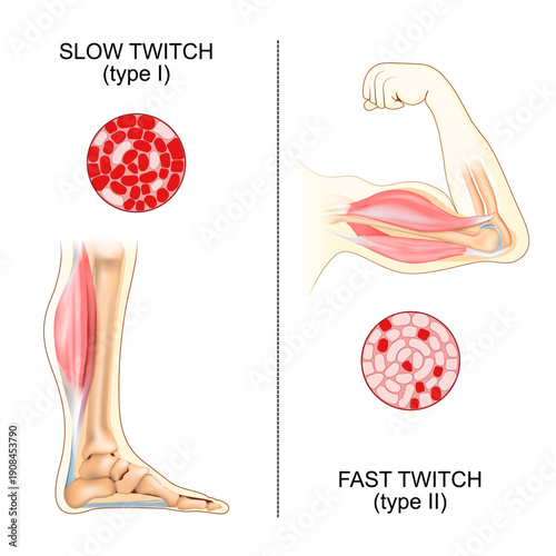 Muscle fiber composition. Athletic biomechanics.