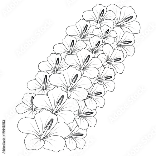 chinese hibiscus flower hand drawn coloring page illustration with line art on isolated background