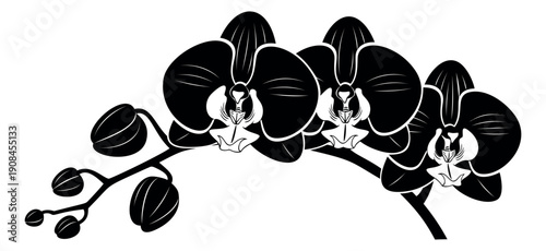 Graphic illustration of an orchid branch depicting blooming flowers and buds for elegant decoration