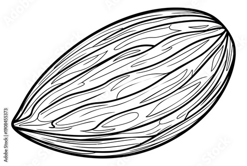 Hand drawn line art illustration of almond depicting a whole nut for healthy eating and cooking concepts