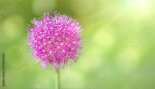 Flowering ornamental onion in garden: blooming beautiful flower.