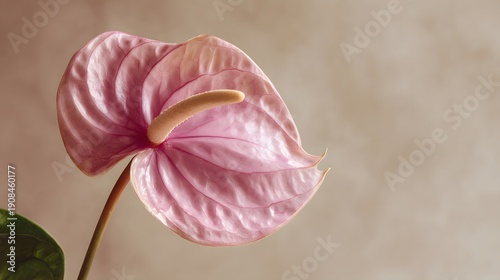 Close-up of a delicate pink anthurium flower with a textured background.