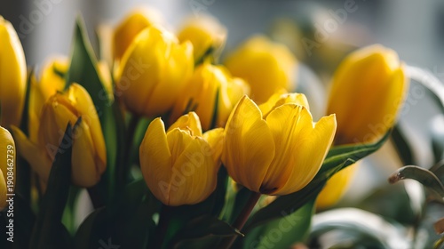 Close-up of a Vibrant Bunch of Yellow Tulips in Soft Sunlight.
