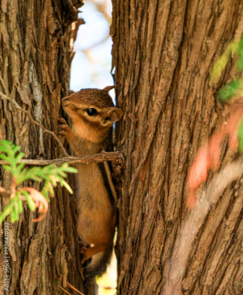 Obraz premium Curious Chipmunk Peeking Between Tree Trunks