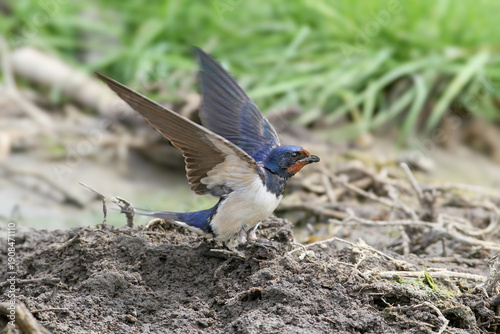 Canvas Print Adult western house martins (Delichon urbicum) filmed on the ground collecting n