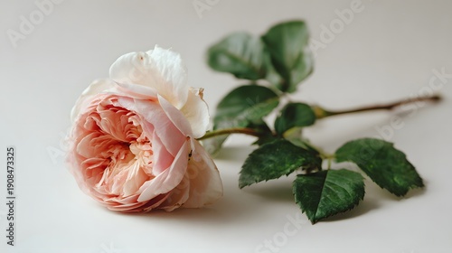 A delicate pink and white rosebud with green leaves on a white background.