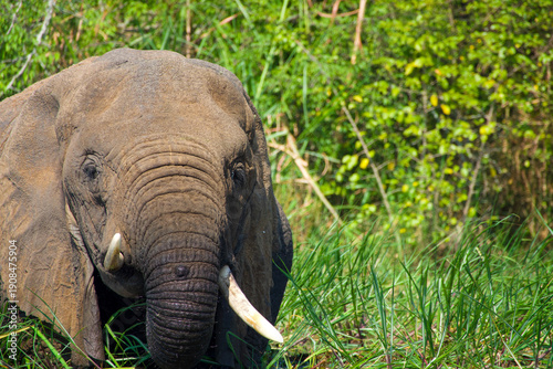 Tableau sur toile Close-up of elephant with tusks grazing in green riverside grass