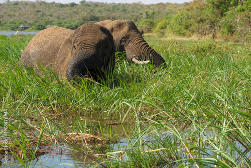 Photography Two African elephants grazing in wet grassland habitat