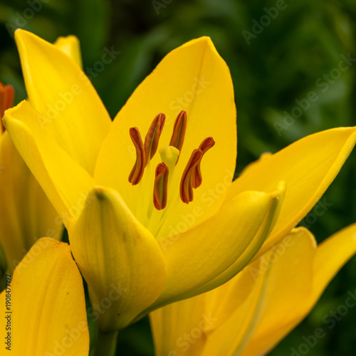 Vibrant yellow tulips unfold under warm sunlight, showcasing smooth petals an...