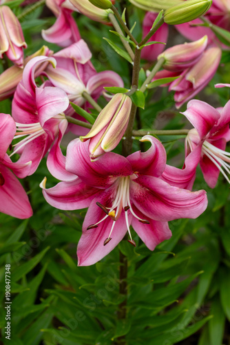 Pink lily in bloom with buds and close-up of stamens for a vivid floral photo.