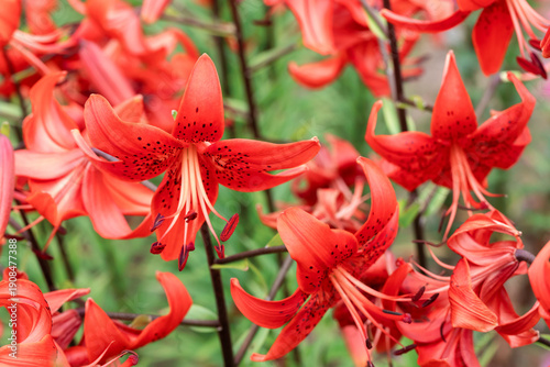 Fotografía Red lily flower in full bloom