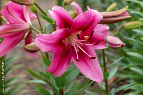 Bright pink lily shown in a garden setting with several buds. A close view hi...