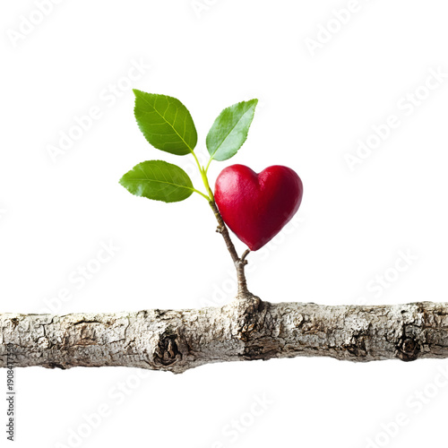 A bright red heart attached to a small branch with green leaves, isolated on a transparent background.