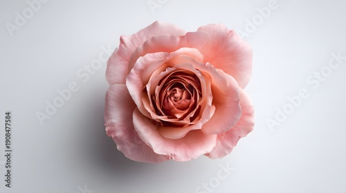 Close-up of a delicate pink rose in full bloom against a soft background.