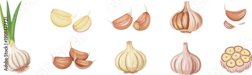 Flat vector illustration set of fresh garlic bulbs, cloves, peeled slices, and green garlic stalks, cad drawing flat vector illustration, isolated white