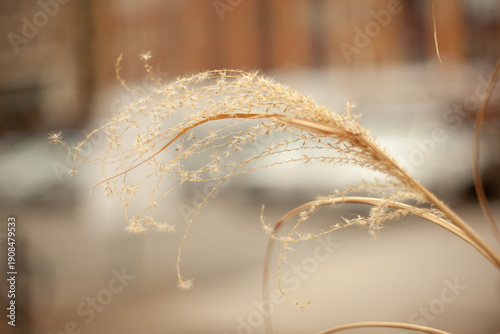 Quadro su tela dried invasive weed plant grown thru adulthood and completion of full cycles dry