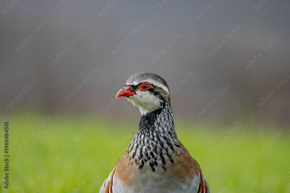 Obraz premium A red-legged partridge 